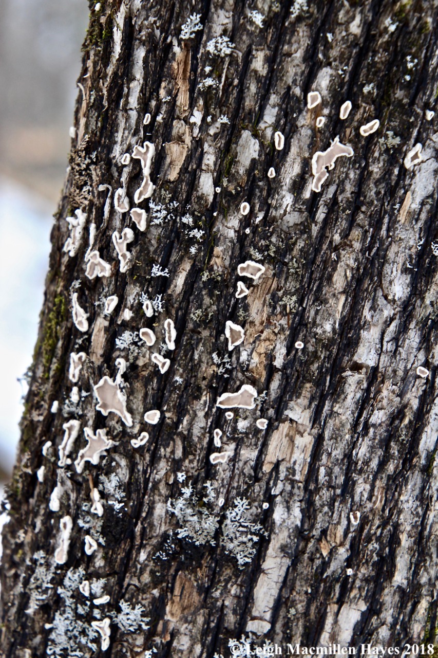 w-Mollisia cinerea--gray cap?