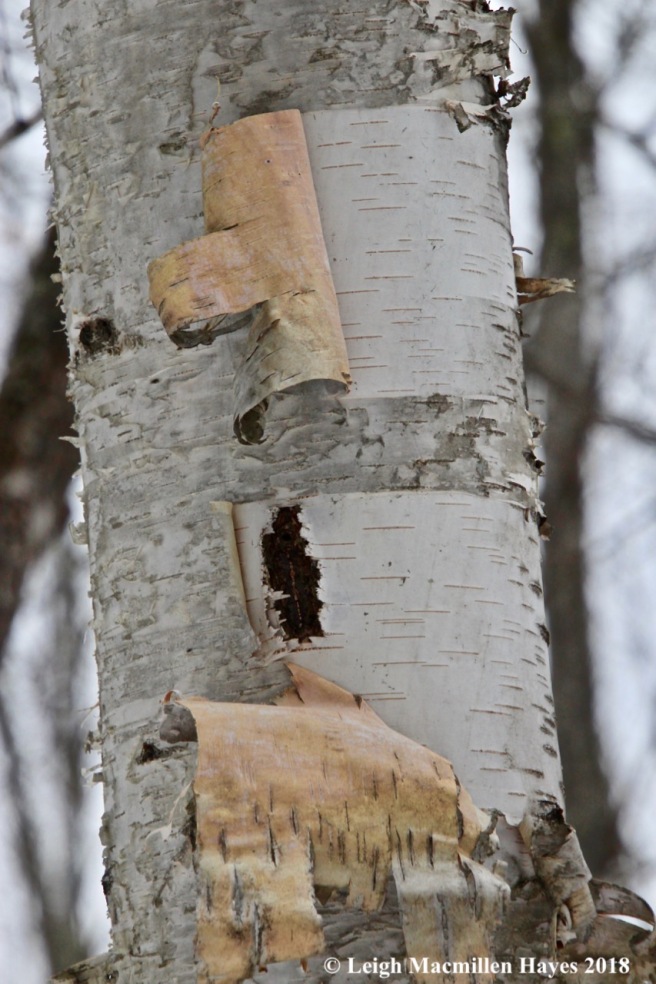 w-paper birch bark 1