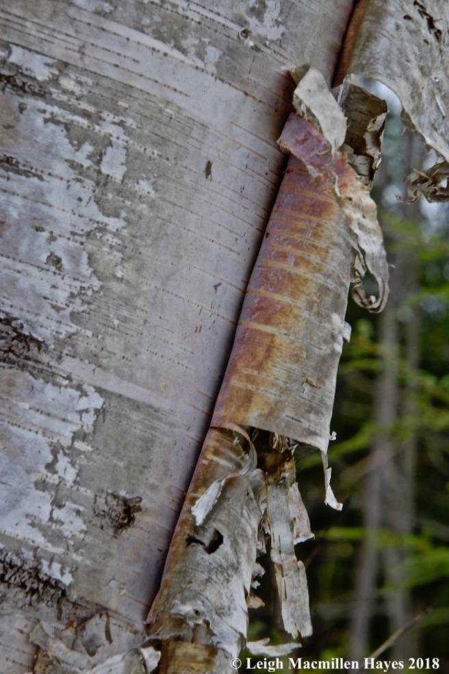 w-paper birch bark 2