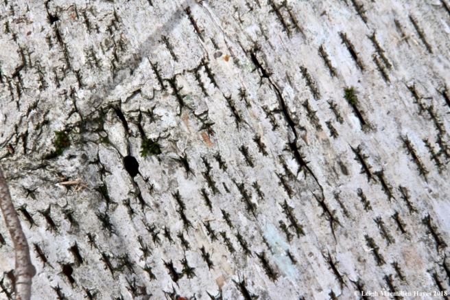 w-paper birch bark--stitchwork