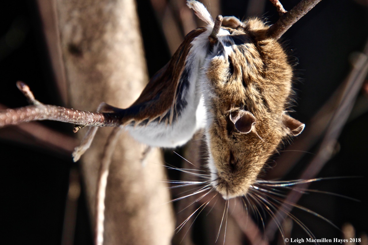 w-shrike kill still in tree