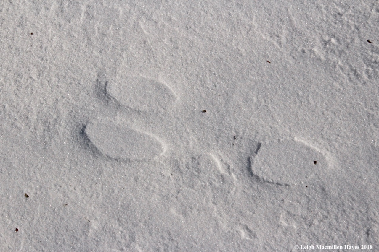 w-snowshoe hare print