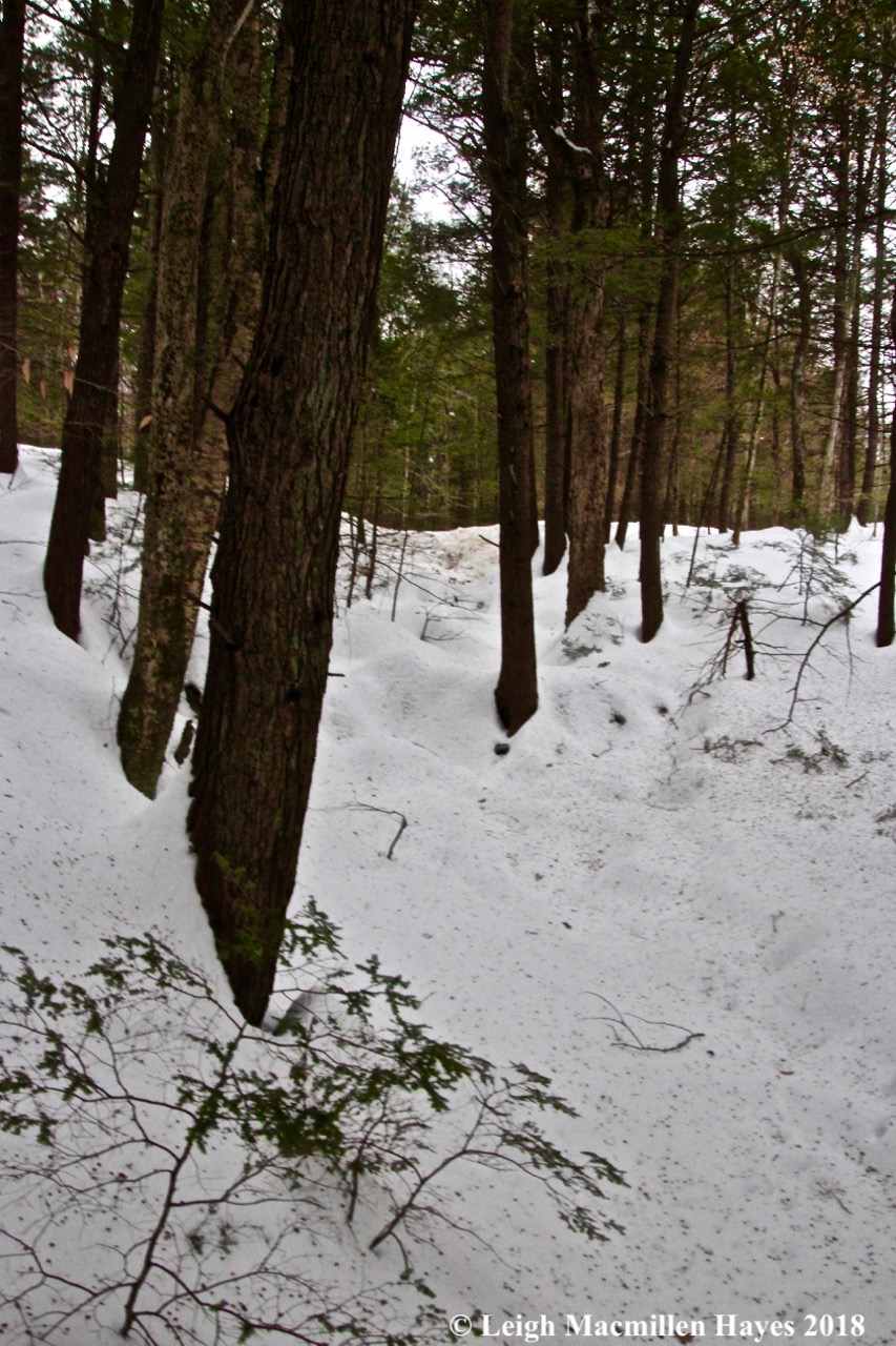 w-stream with rattlesnake liverwort