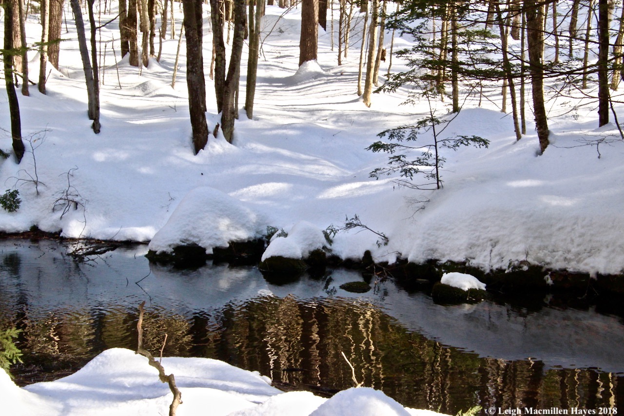 w-sucker brook reflections