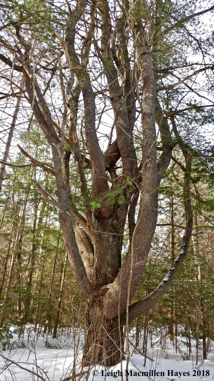 w-white pine at LELT