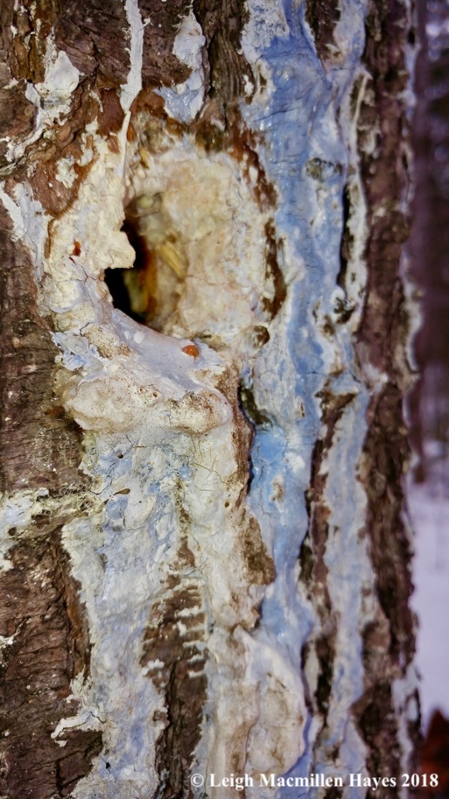 w-white pine blue sap