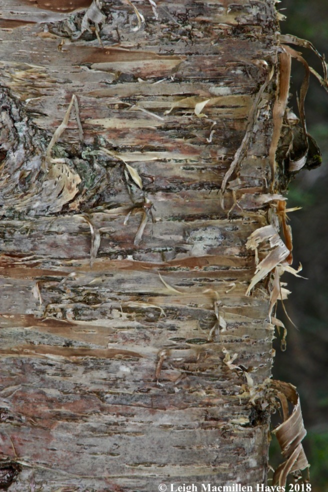 w-yellow birch bark