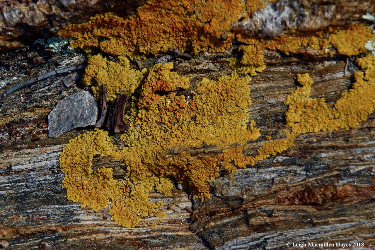 a34-starburst lichen