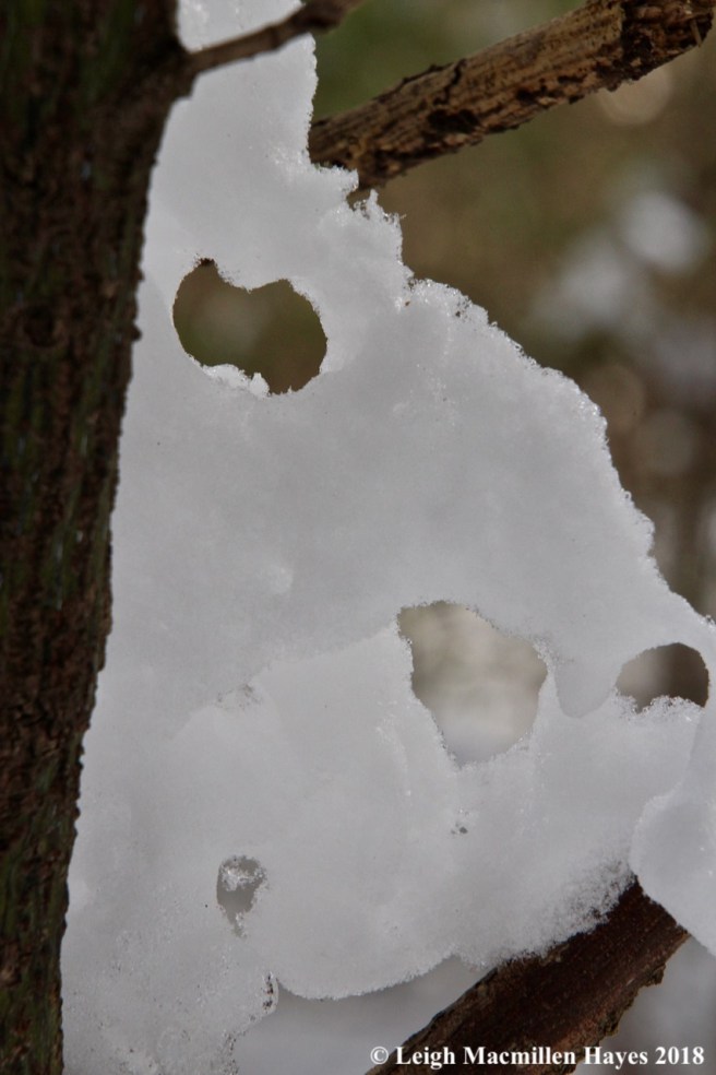 c10-face in the snow