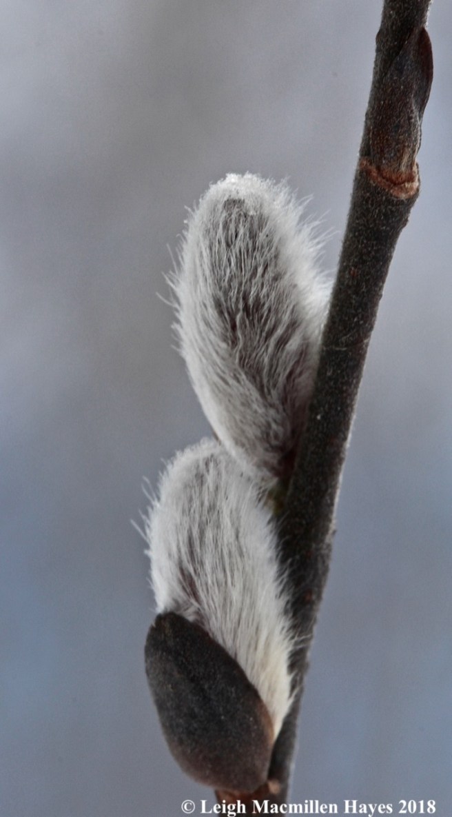 c13-pussy willows