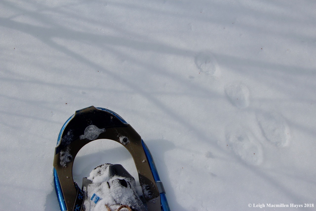 c2-snowshoes