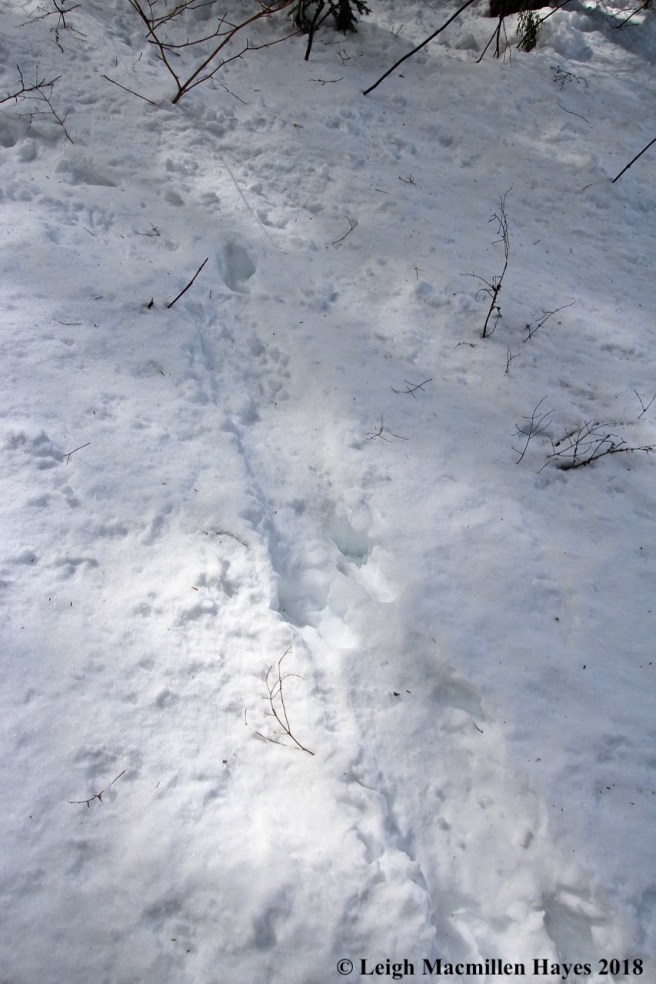 c8-otter tracks:slide