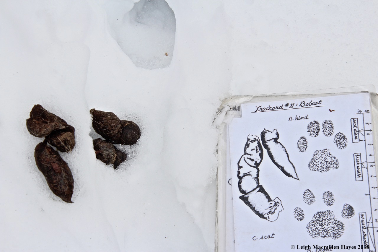 f12-bobcat scat and print