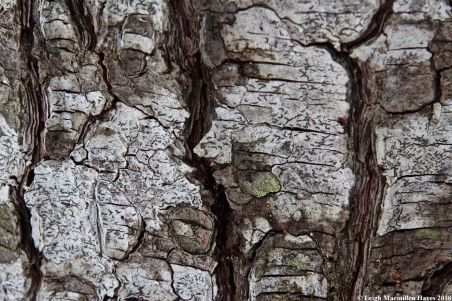 f13-script lichen between pine lines