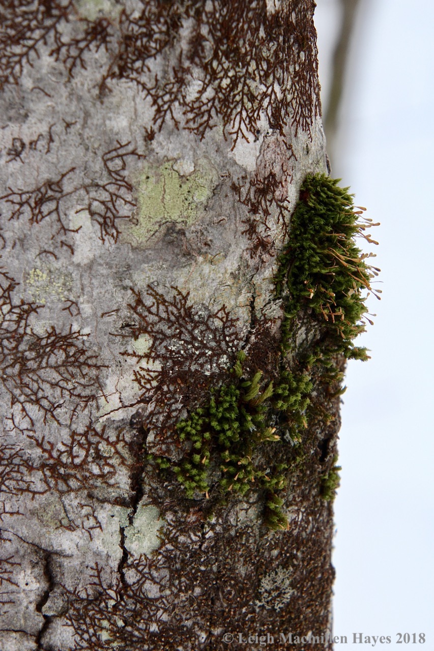 f14-ulota moss and frullania