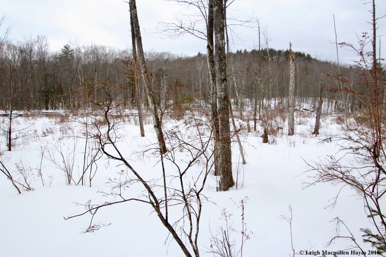 f15-beaver pond on Perky's Path