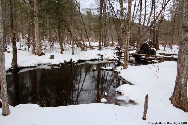 f17-brook toward Bradley Pond 1