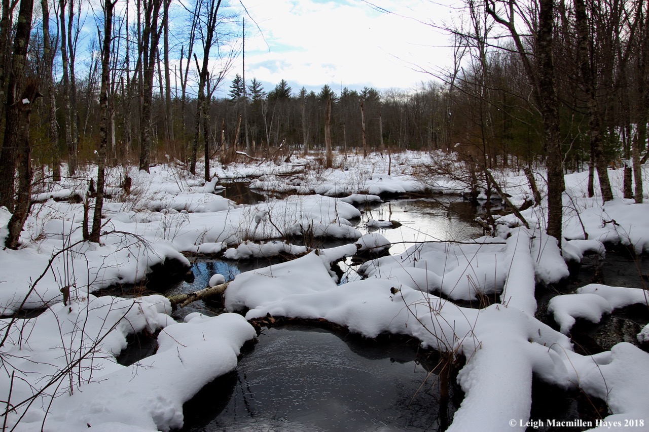 f19-beaver pond from bridge