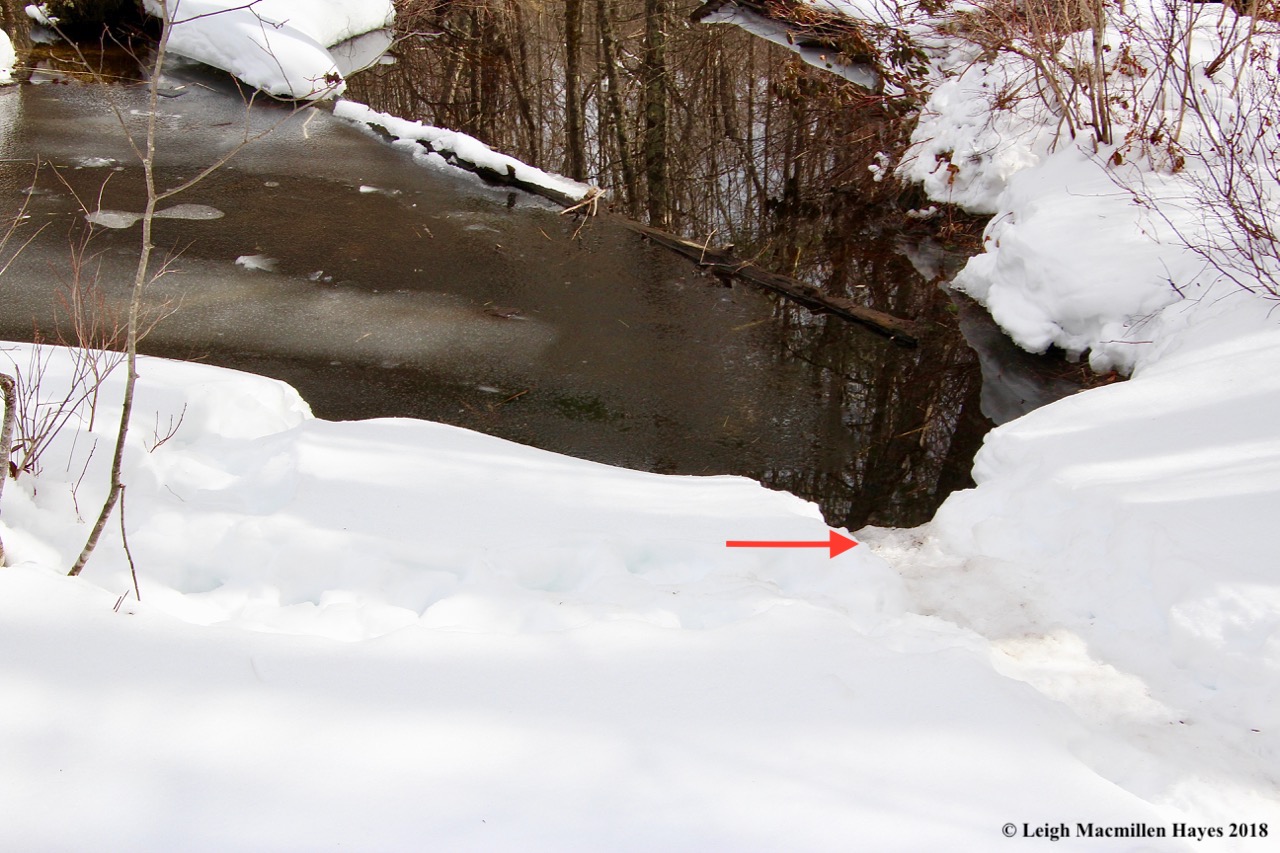 f22-beaver trail to water