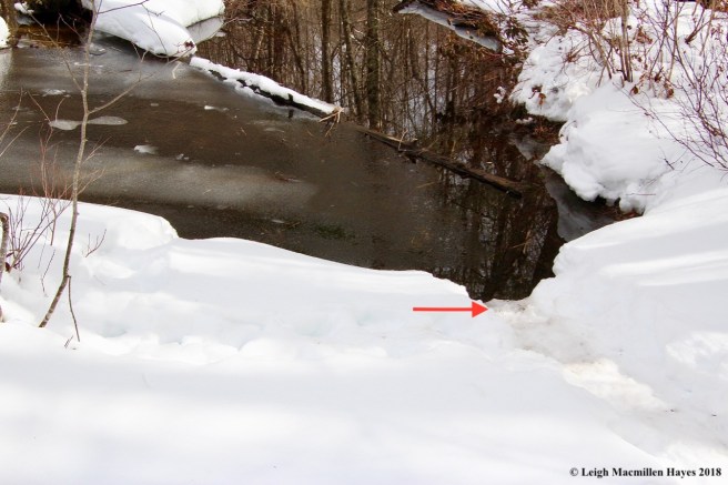 f22-beaver trail to water