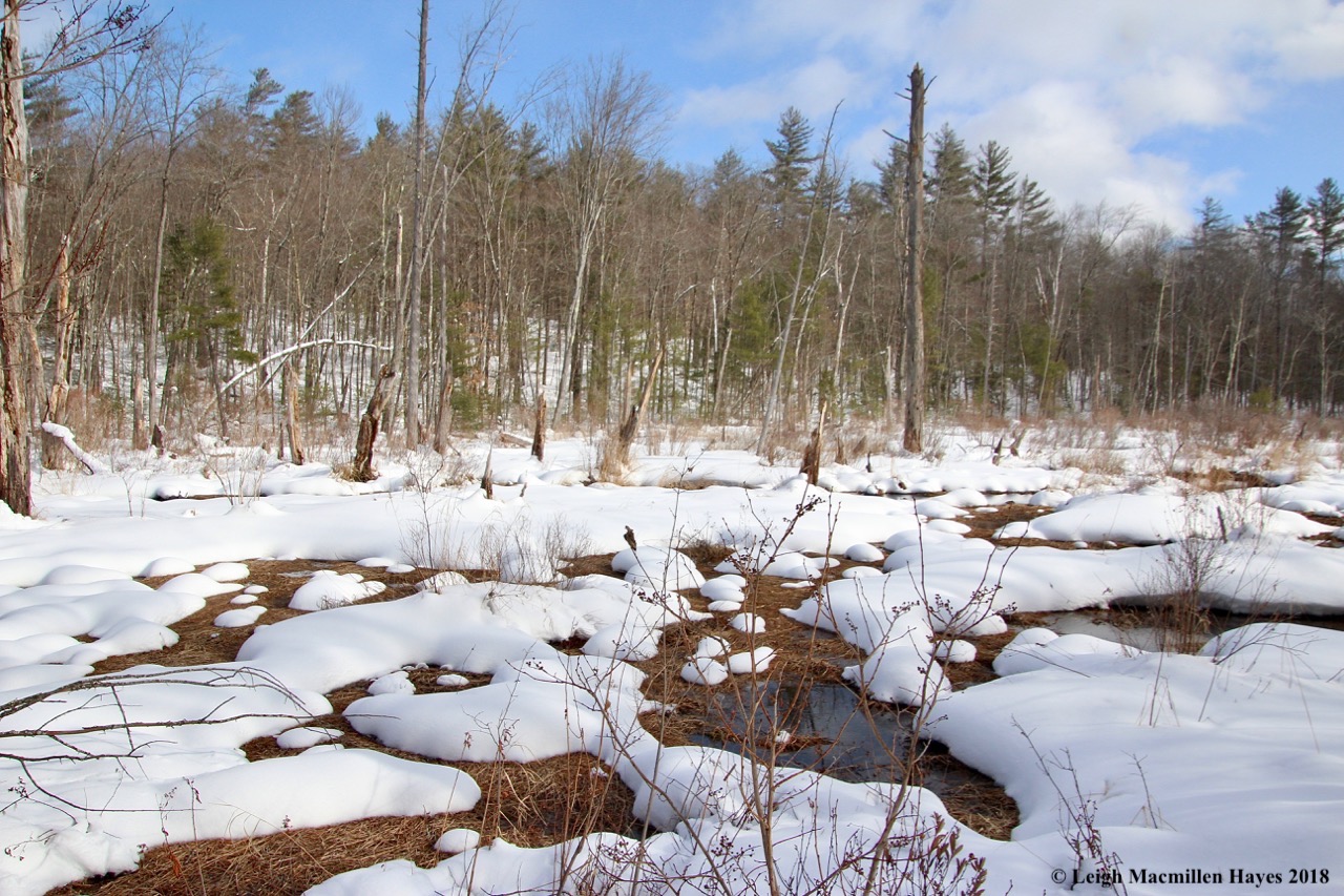 f29-beaver pond wetland low