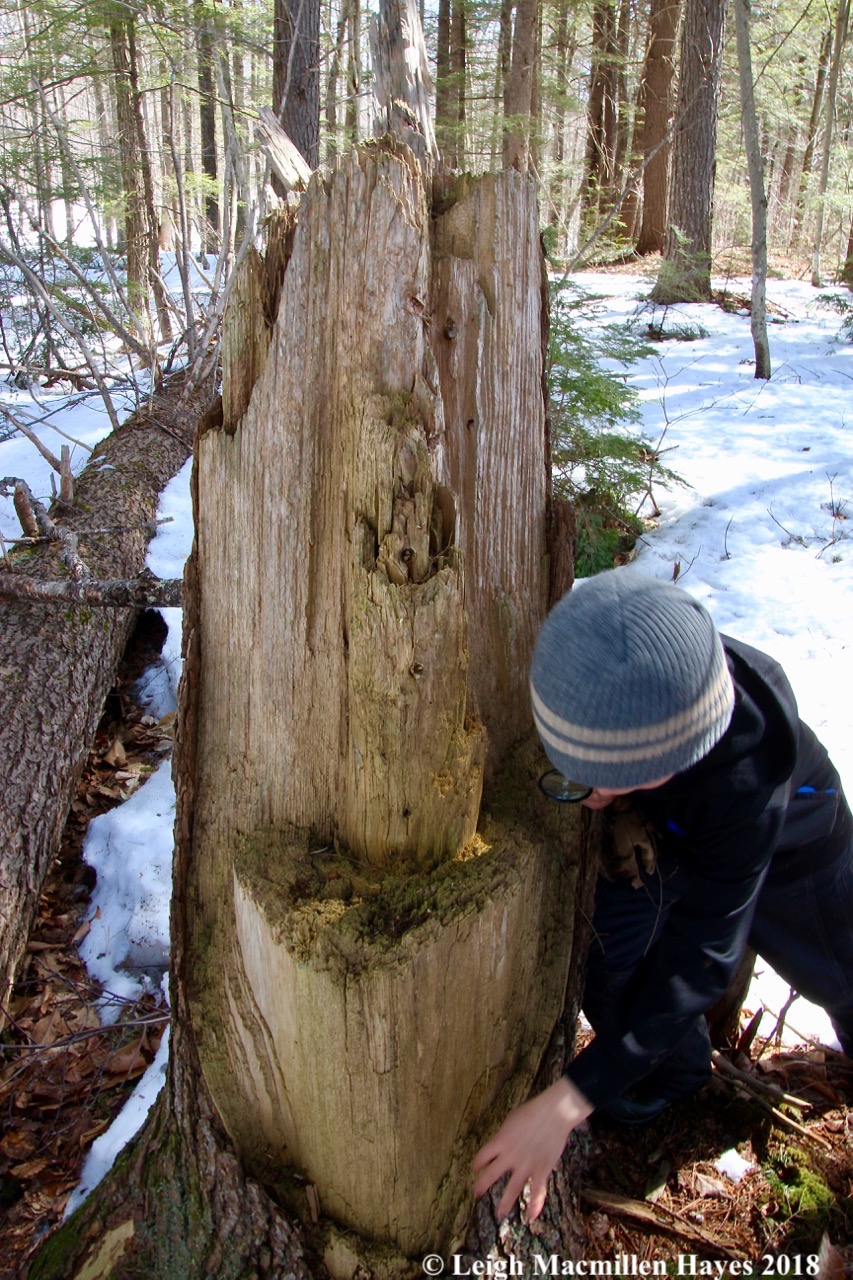 j11-tree stump examination