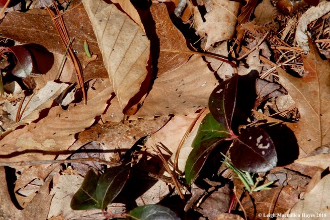 j6-wintergreen and spring tails