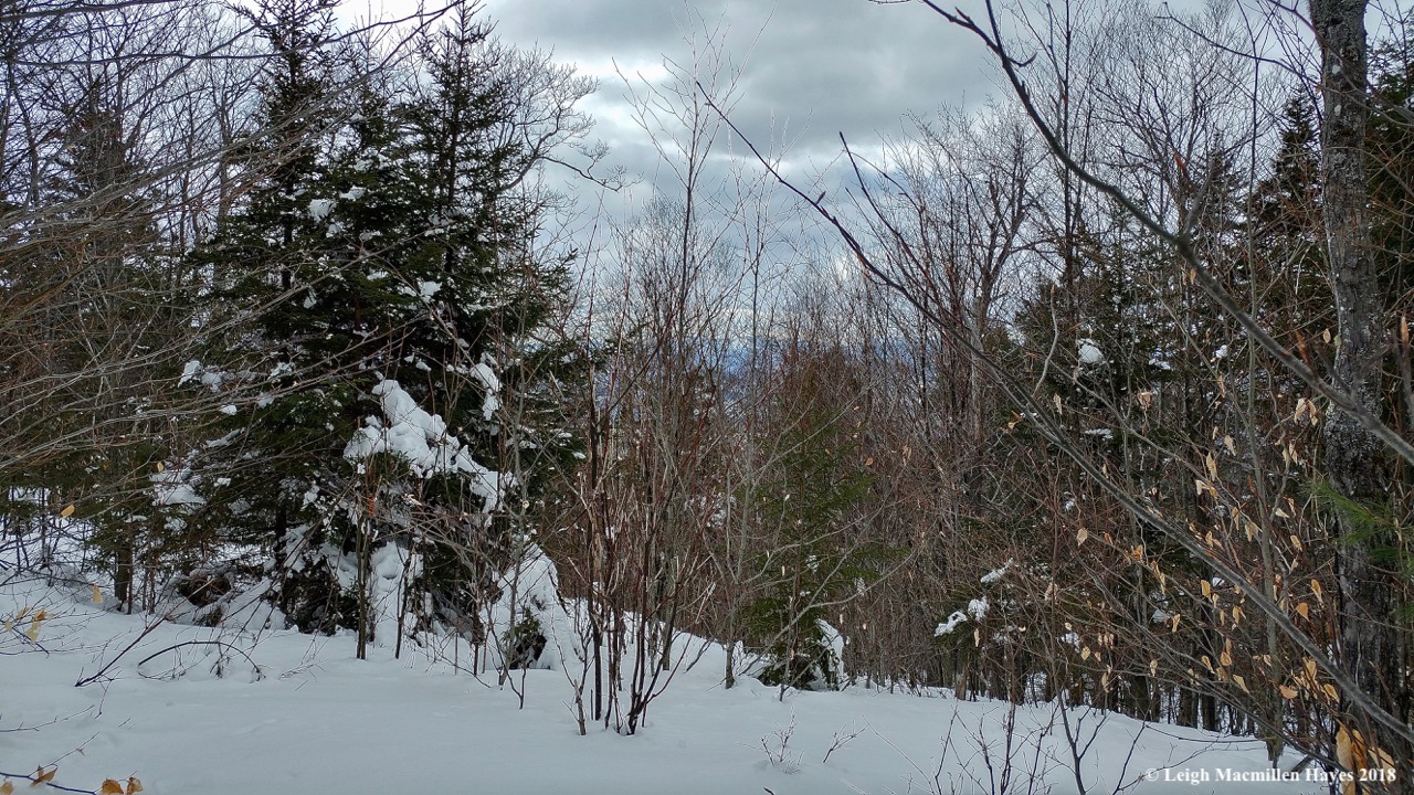 l15-view toward the Balds in Evans Notch