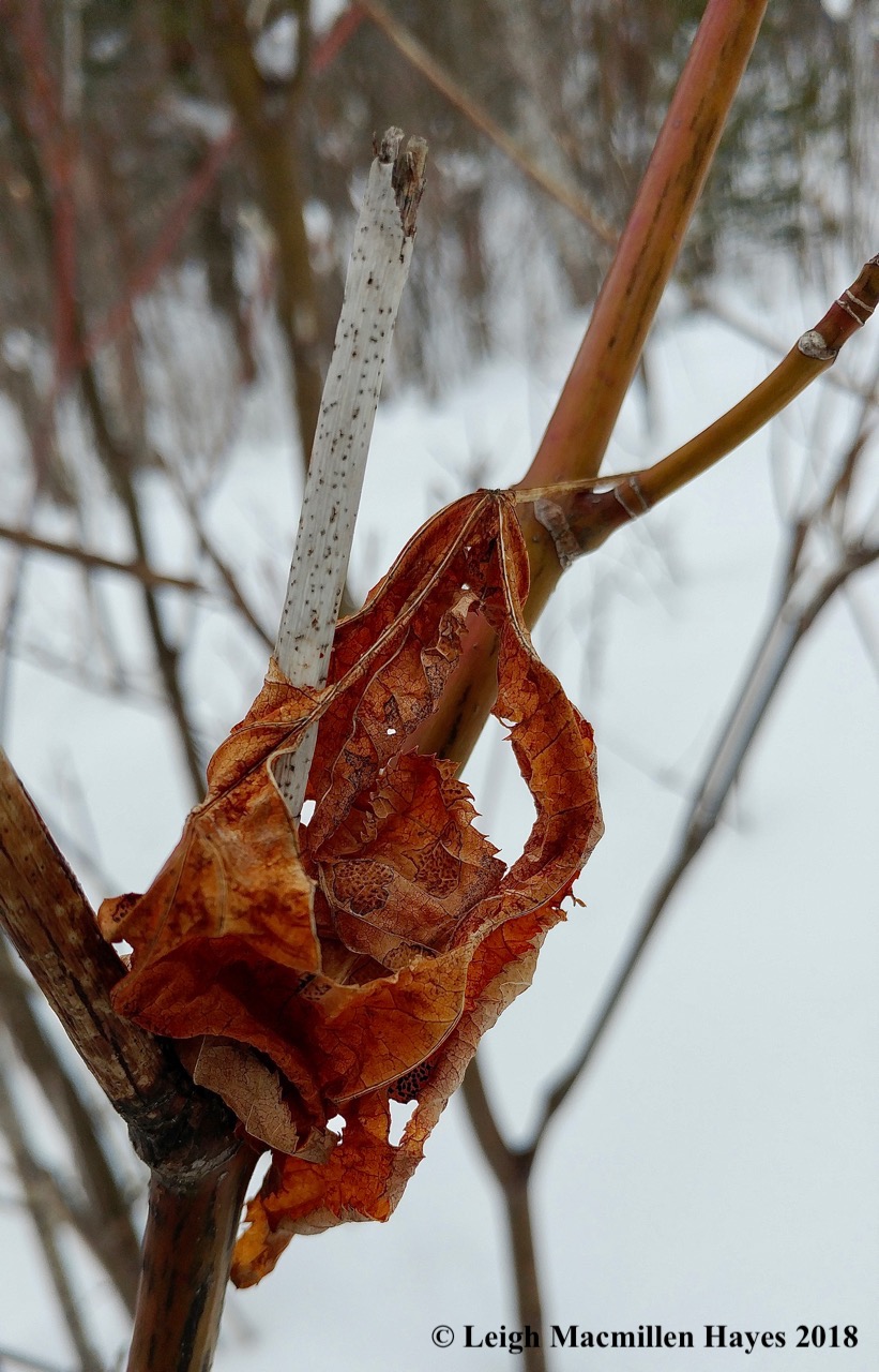 l16-striped maple leaf