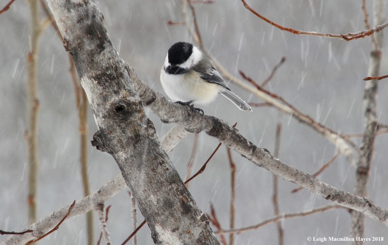 p-chickadee