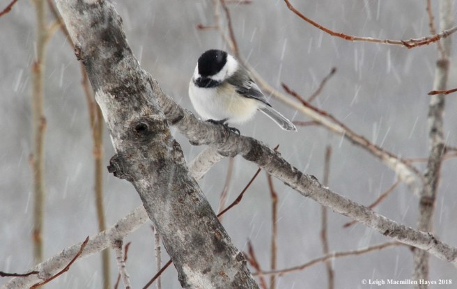 p-chickadee