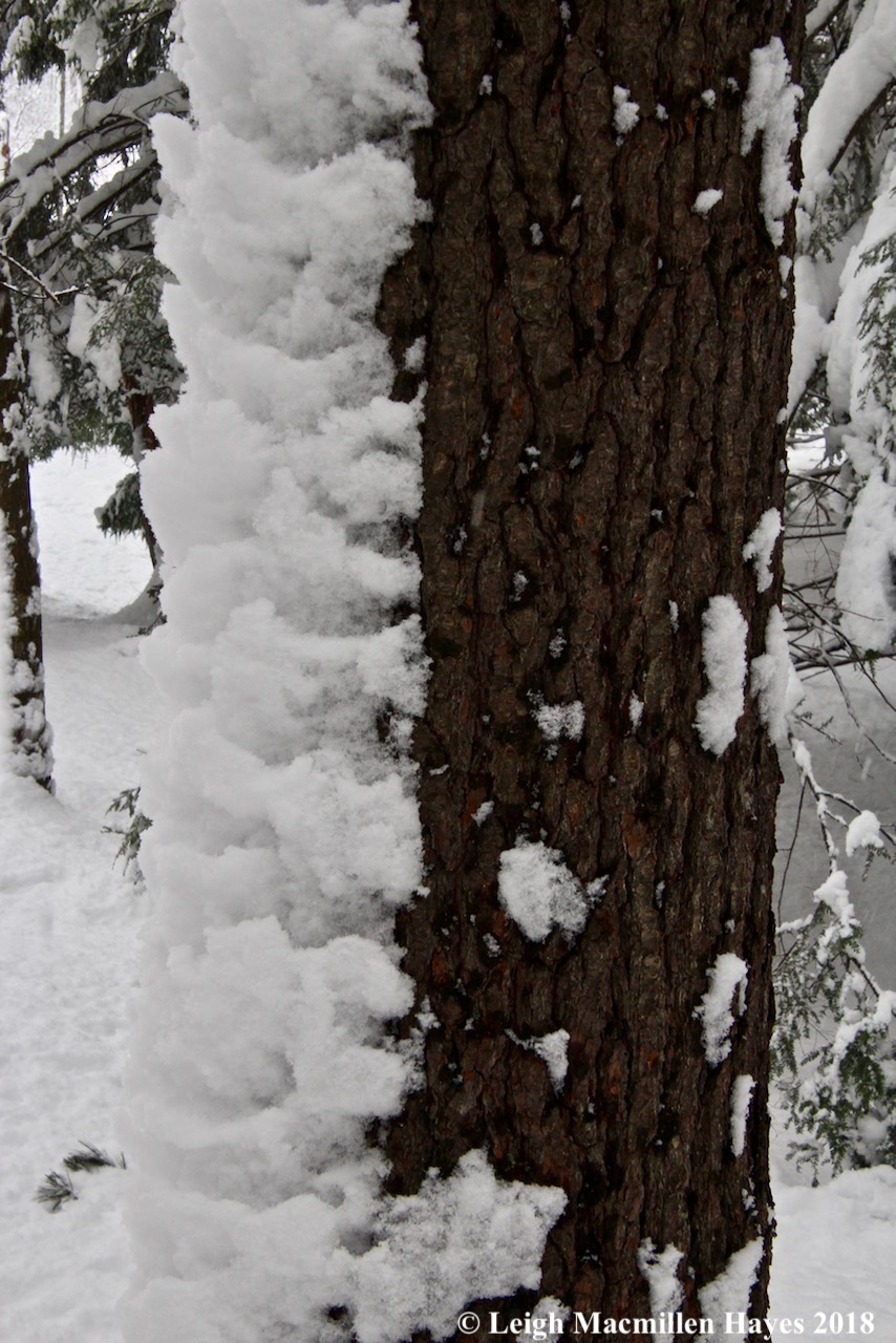 p-snow on tree trunk 2