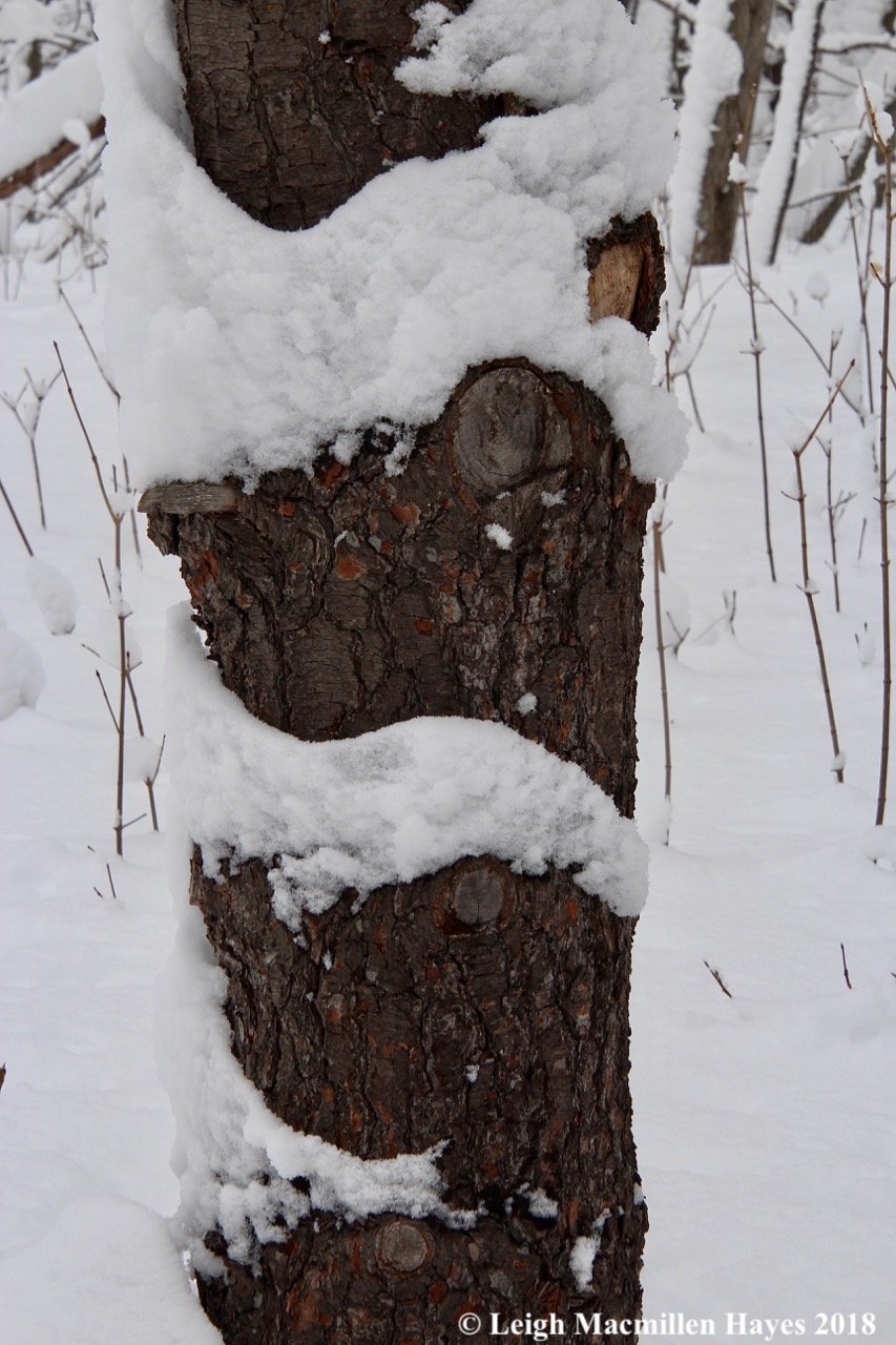 p-snow on tree trunk
