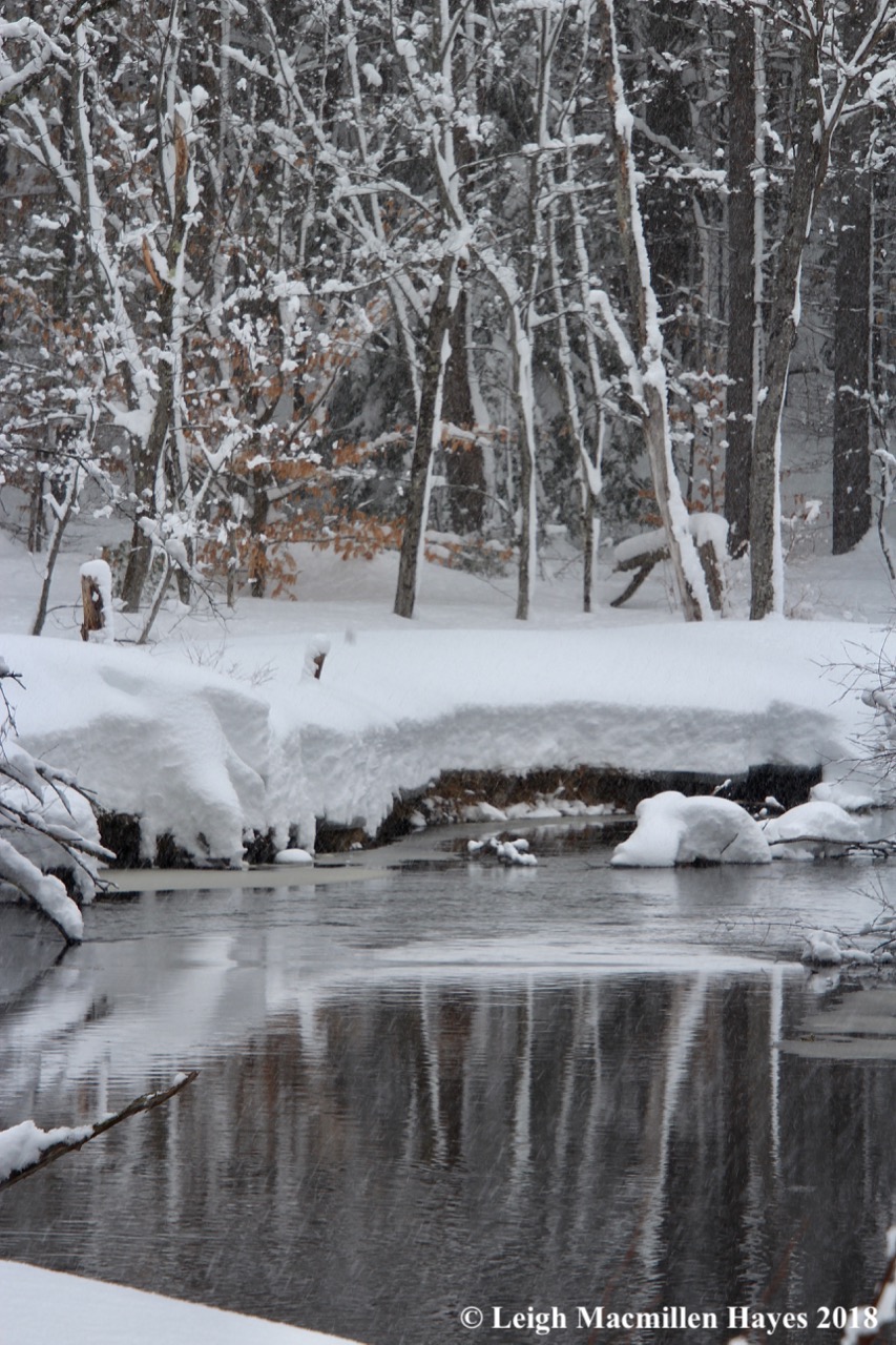 p-snow on trees reflected