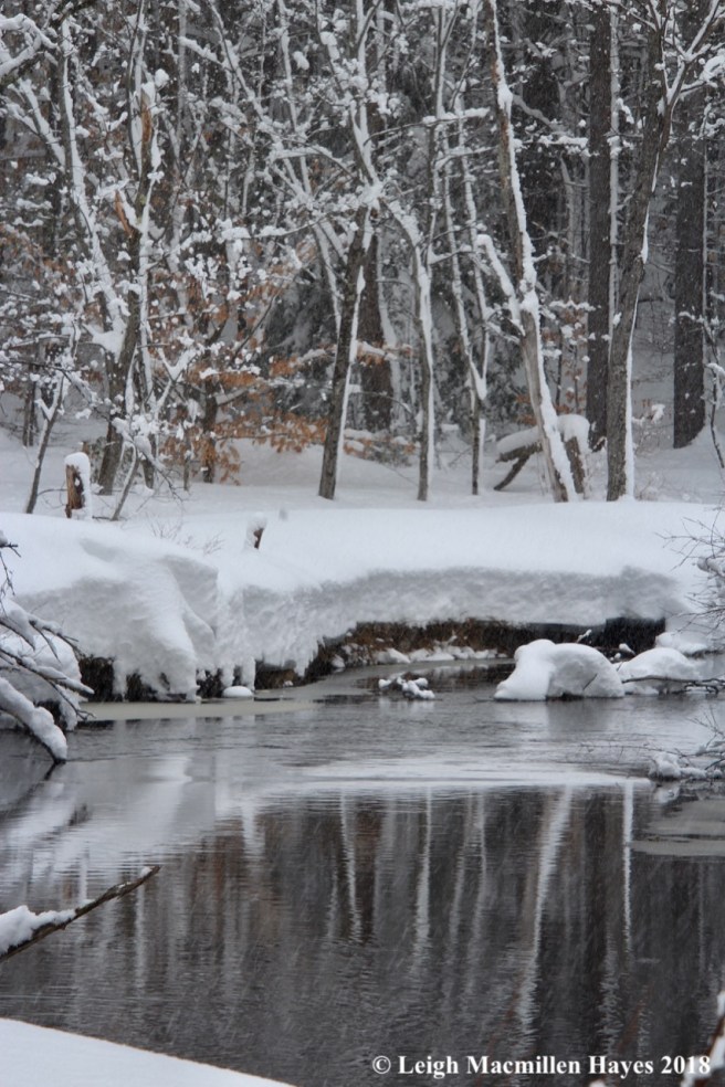 p-snow on trees reflected