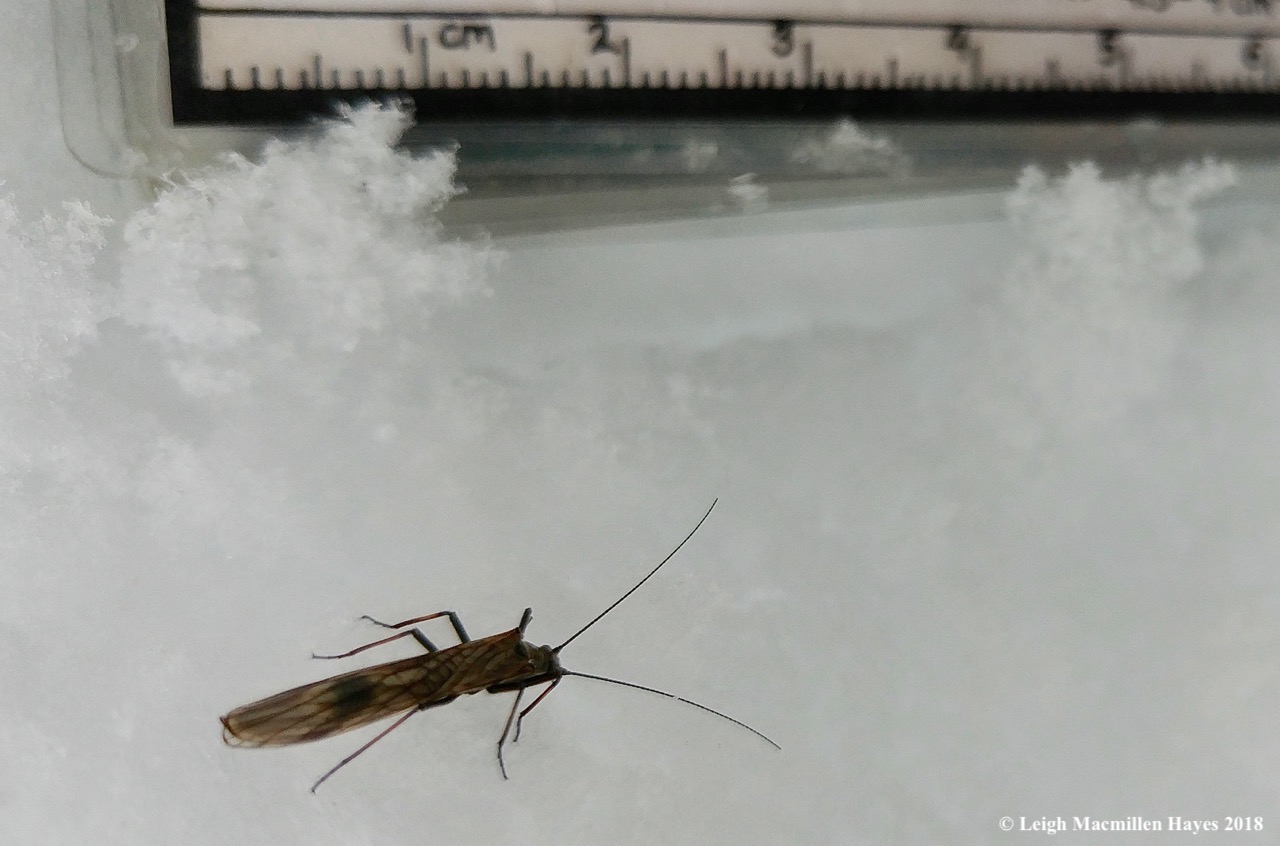 p-winter stonefly