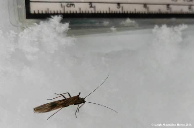 p-winter stonefly