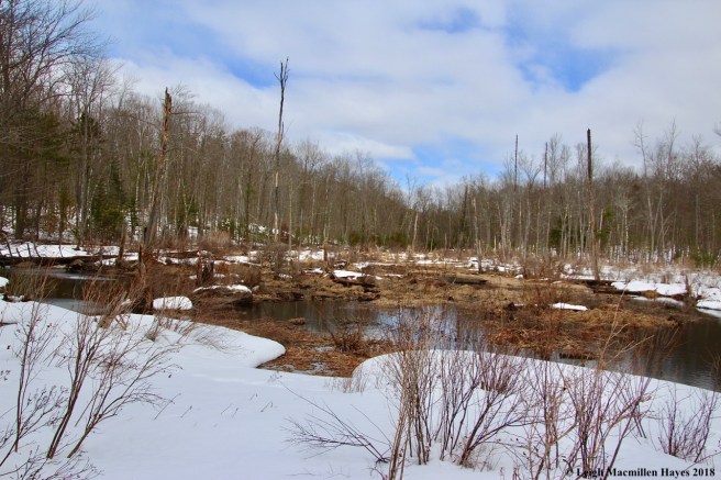 p1-Old Beaver Pond