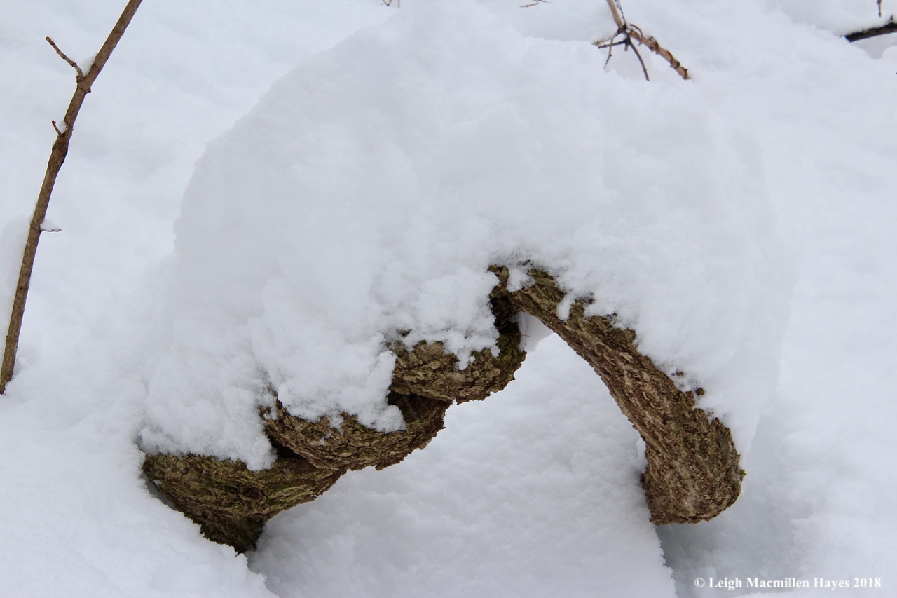 p1-snow on bittersweet