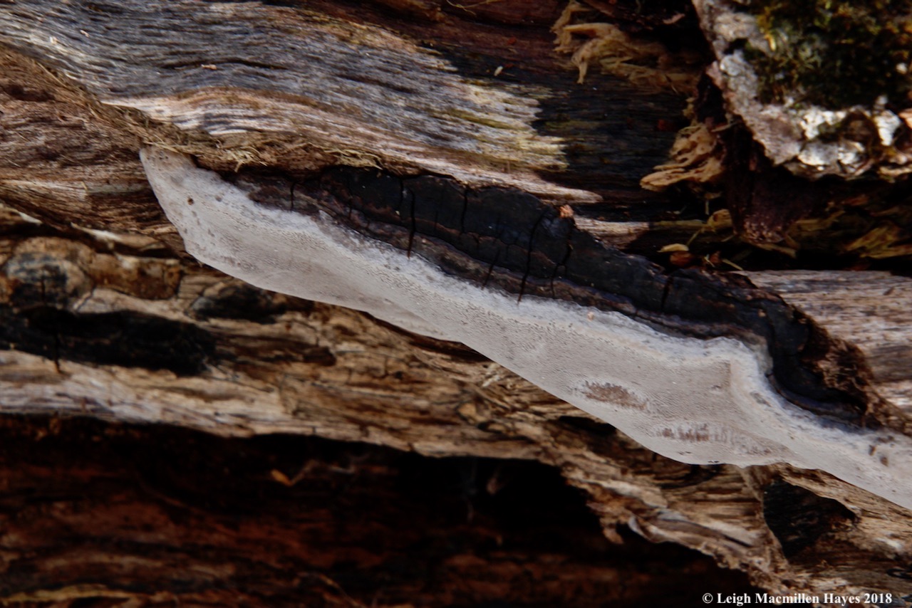 p10-false hoof fungus