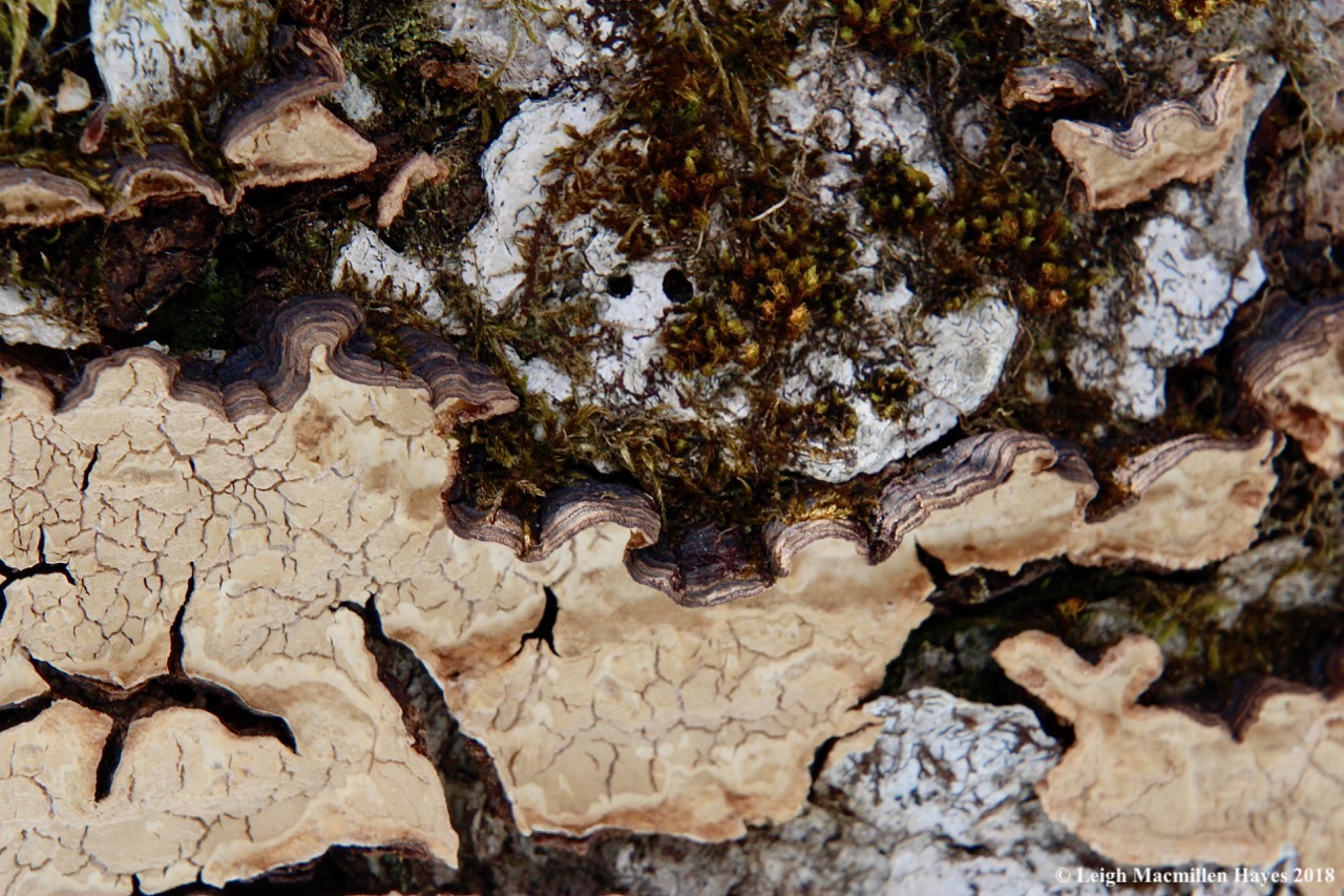 p12-hairy curtain crust fungus 2
