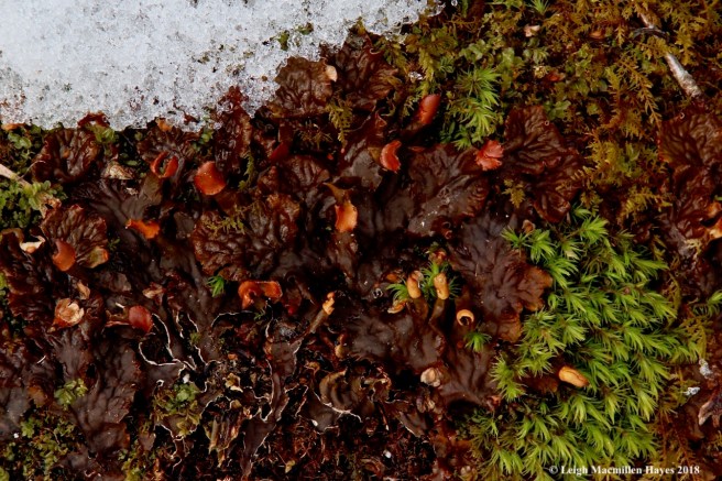 p15-many fruited pelt lichen