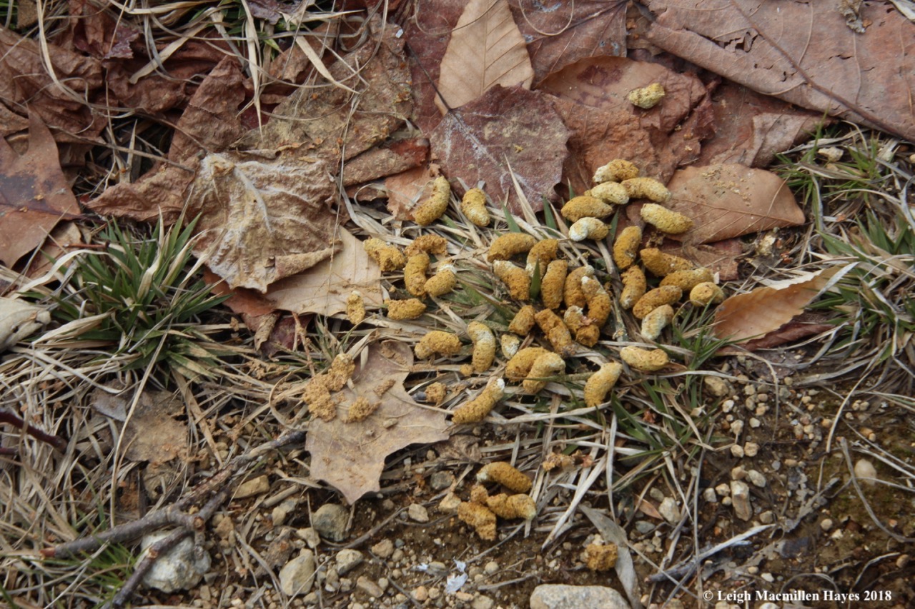 p21-ruffed grouse scat