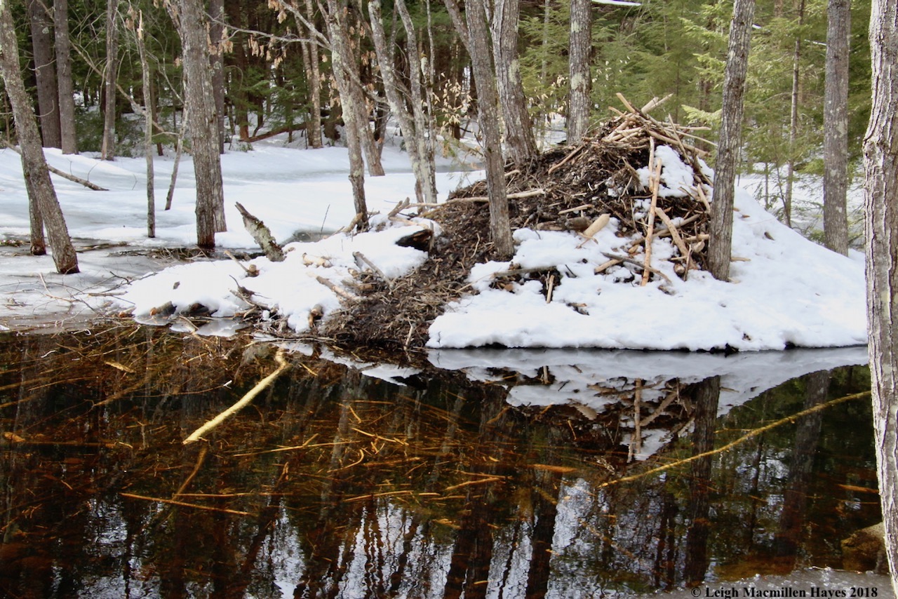 p25-lodge and dinner raft below water