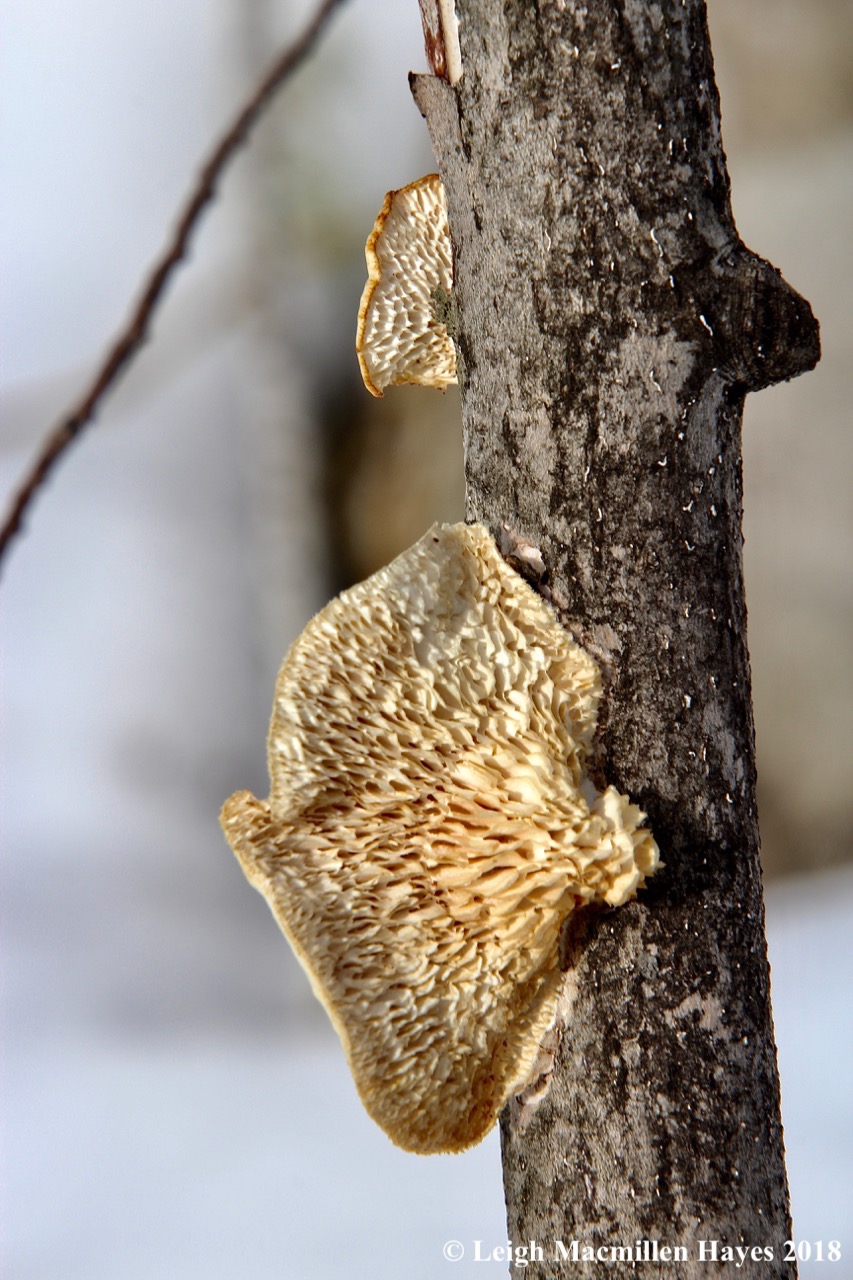 p3-hexagonal-pored polypore (Polyporus alveolaris)