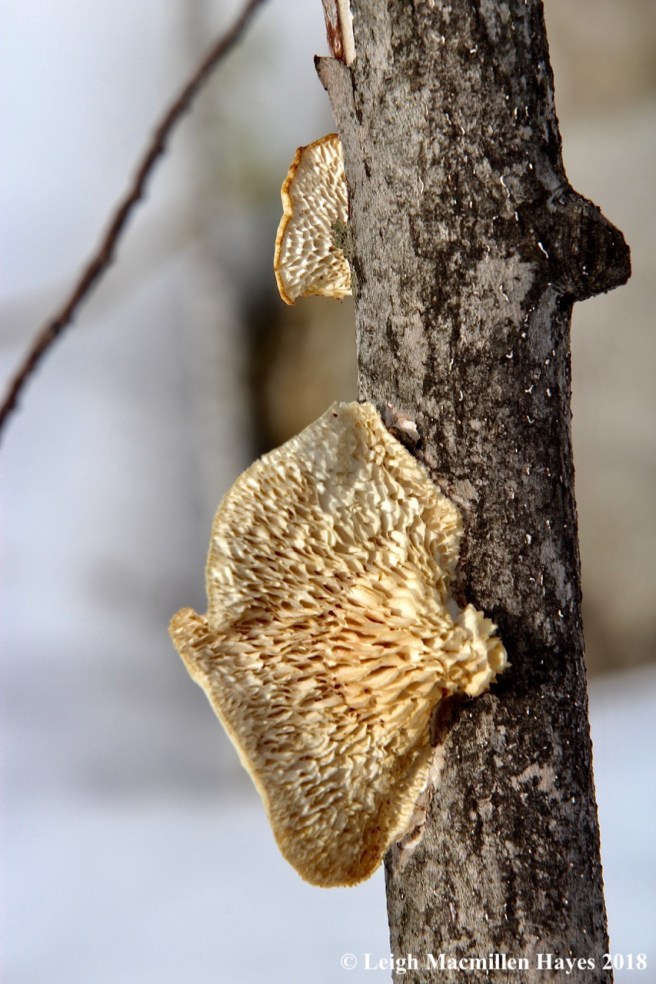 p3-hexagonal-pored polypore (Polyporus alveolaris)