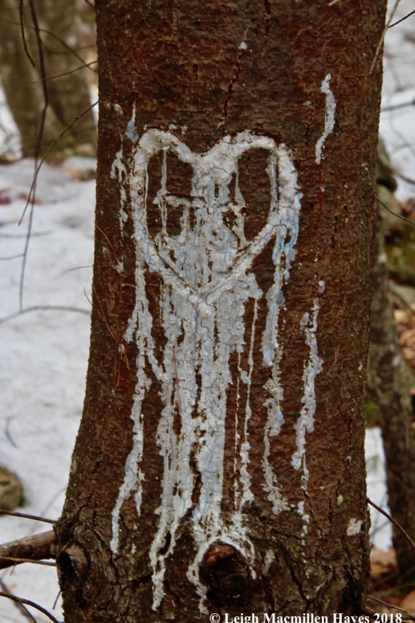 p34--my heart bleeds blue pine sap for you