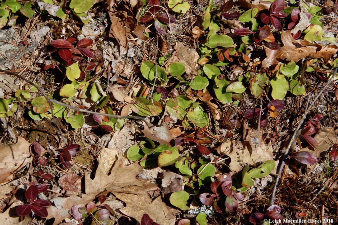 p7-trailing arbutus and wintergreen