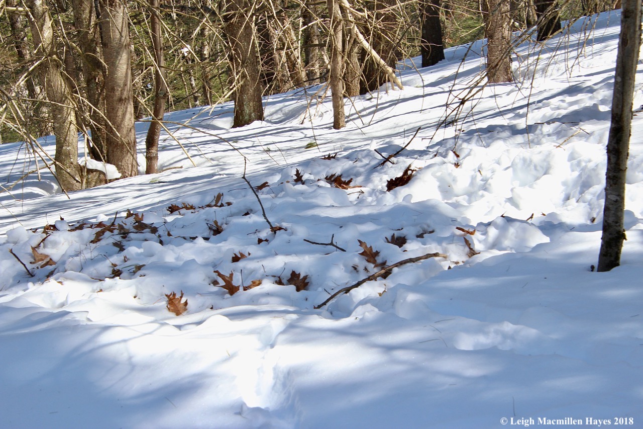 s11-deer feeding site