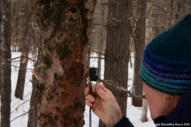 s3-Jan examines beech scale insect